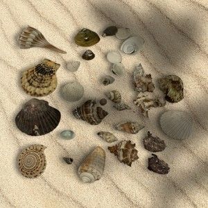 Lot of 33 Seashells Mixed Assortment Many Different Sizes Clean Crafting Shells